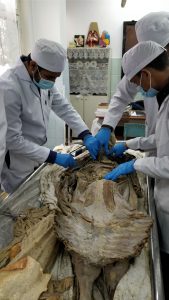 Dissection